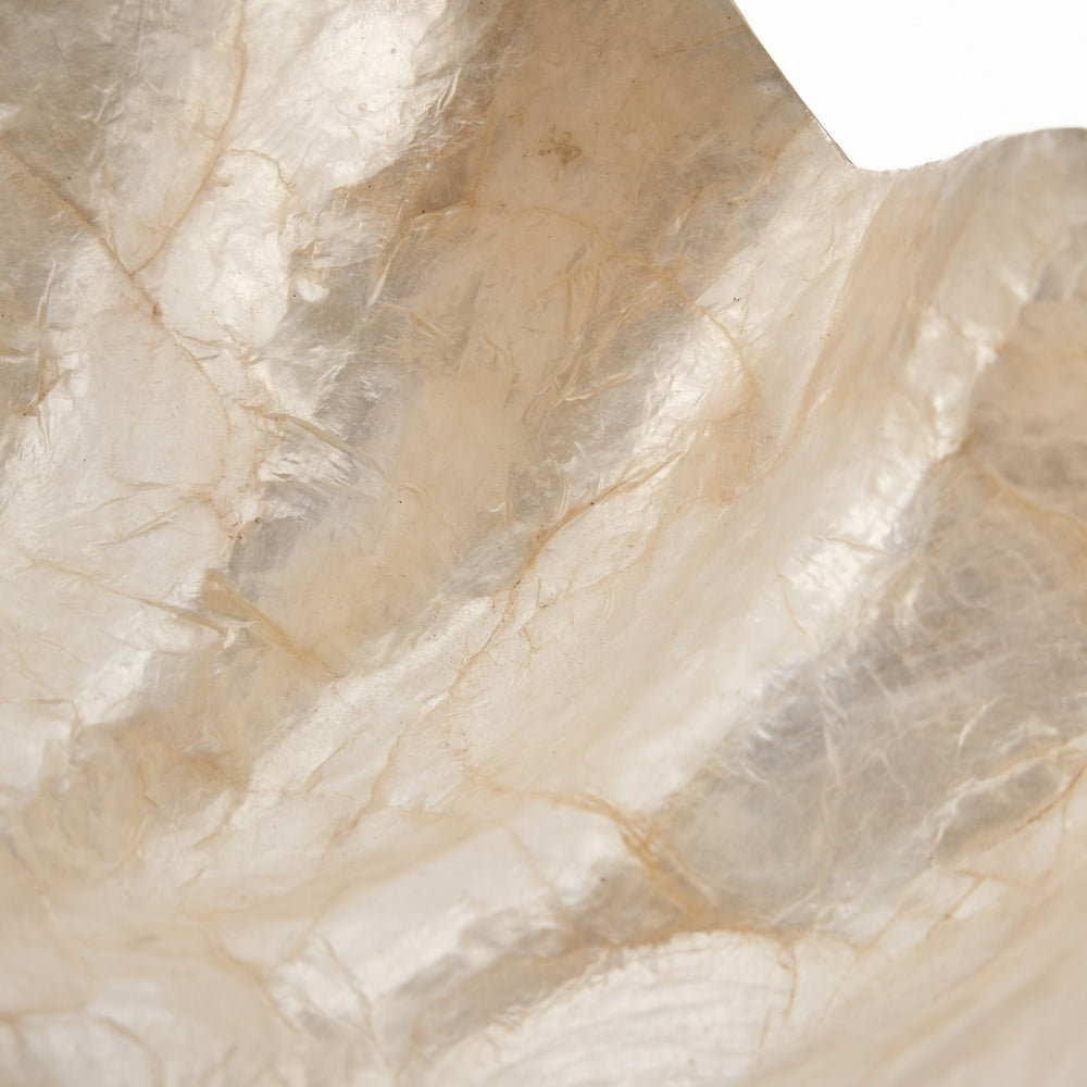 White shell soap dish