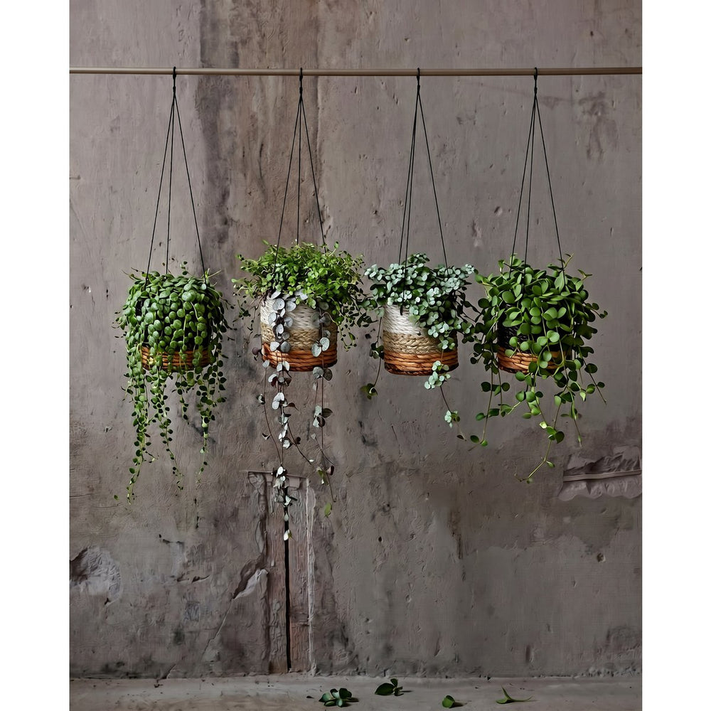 Natural white banana leaf hanging plant basket